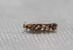 Otonoma anemois