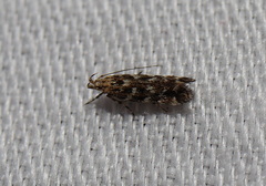 Otonoma anemois
