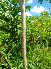 Pseudosamanea guachapele