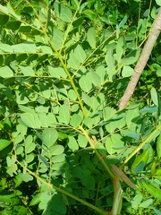 Pseudosamanea guachapele