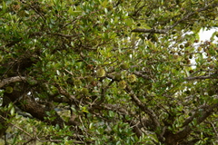 Cephalanthus natalensis