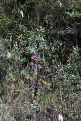 Sobralia boliviensis