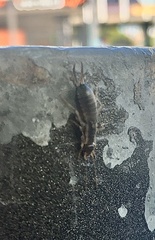Dermaptera