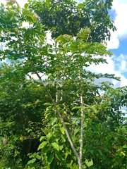 Pseudosamanea guachapele