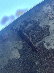 Dermaptera