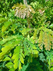 Pseudosamanea guachapele