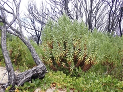 Apalochlamys spectabilis