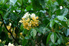 Crateva unilocularis