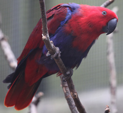Eclectus