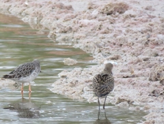 Calidris pugnax