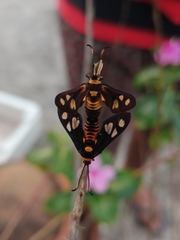 Thyrassia subcordata