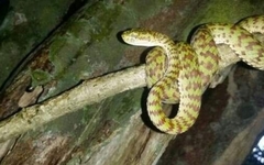 Trimeresurus venustus