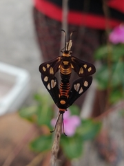 Thyrassia subcordata