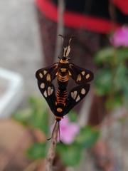 Thyrassia subcordata