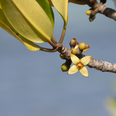 Rhizophora apiculata