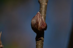 Dasineura serrulatae