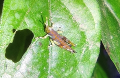 Gesonula punctifrons