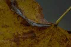 Phyllonorycter tiliacella