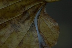 Phyllonorycter tiliacella