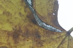Phyllonorycter tiliacella