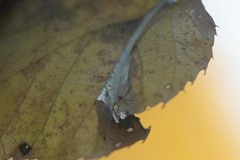 Phyllonorycter tiliacella
