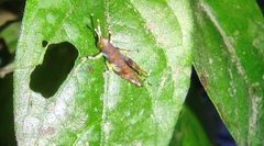 Gesonula punctifrons