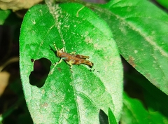 Gesonula punctifrons