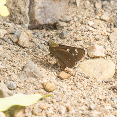 Polytremis lubricans