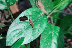 Gesonula punctifrons