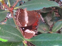 Hypolimnas bolina nerina