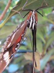 Hypolimnas bolina nerina