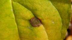 Parallelodiplosis subtruncata