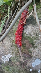 Anthurium crenatum
