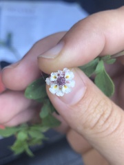 Phyla nodiflora