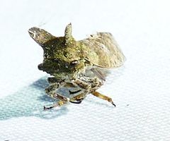 Microcentrus perditus