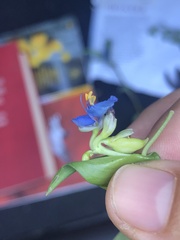 Commelina