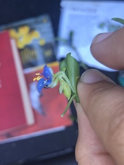 Commelina