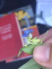 Commelina
