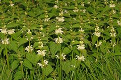 Lamium album