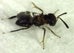 Encyrtus infelix