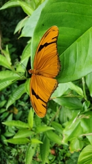 Dryas iulia iulia