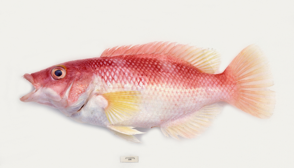 Yellowfin Pigfish