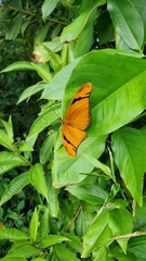Dryas iulia iulia