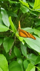 Dryas iulia iulia