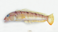 Parapercis allporti