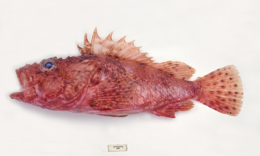 Izu Scorpionfish