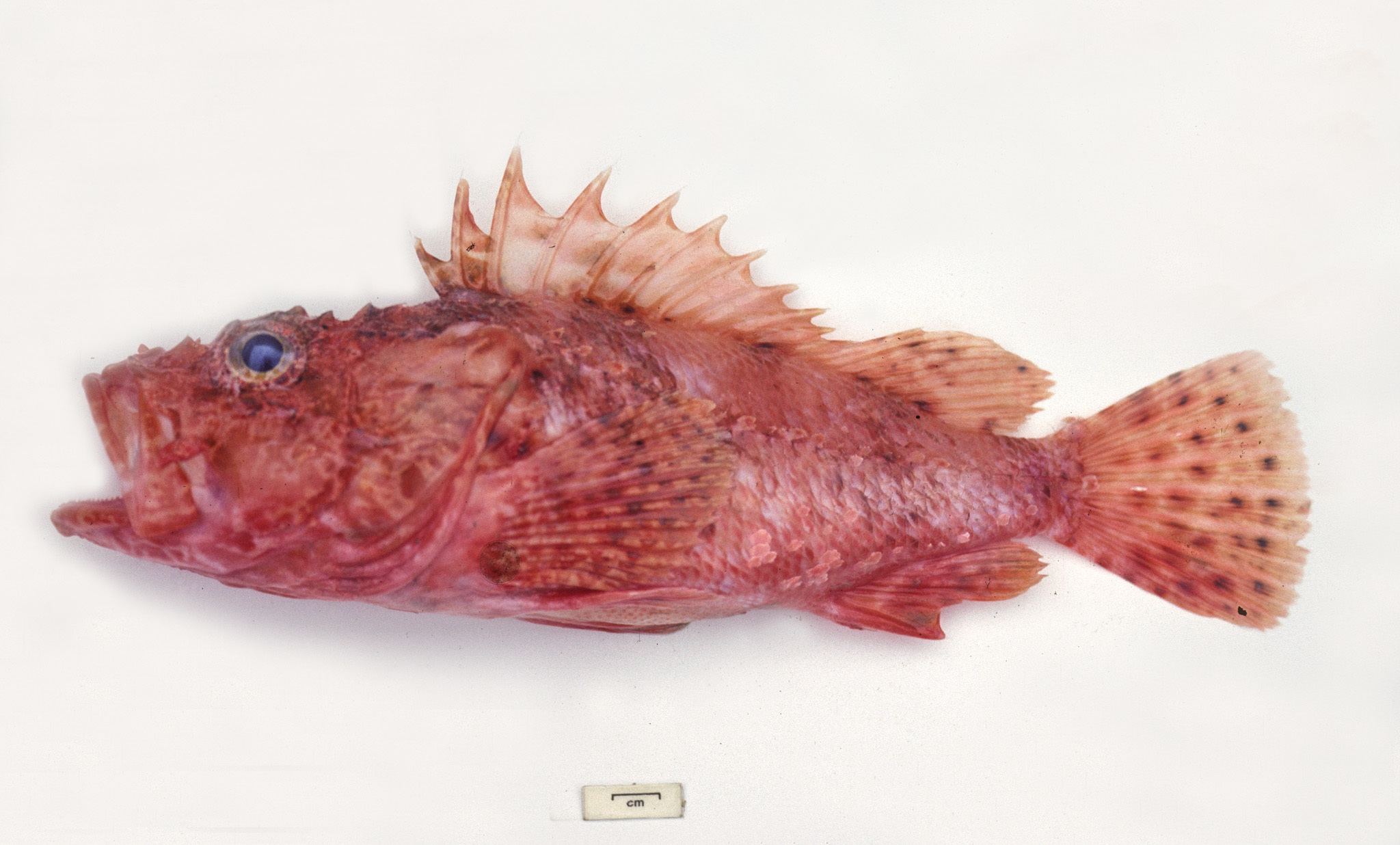 Izu Scorpionfish photo 4