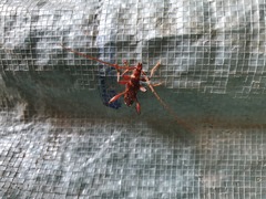 Coptocercus biguttatus