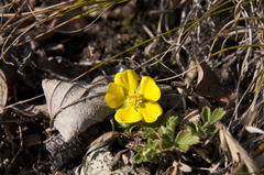 Potentilla incana