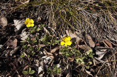 Potentilla incana